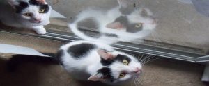two cats on either side of a window
