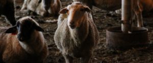 sheep in a farm