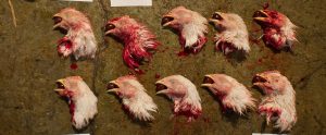 chopped off head of dead chickens