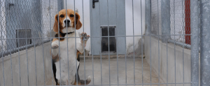 a beagle standing upright against a fence