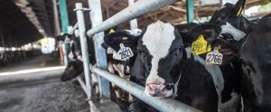 an intensive dairy farm