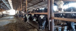a dairy factory farm