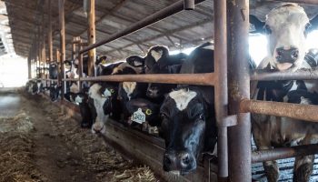 a dairy factory farm