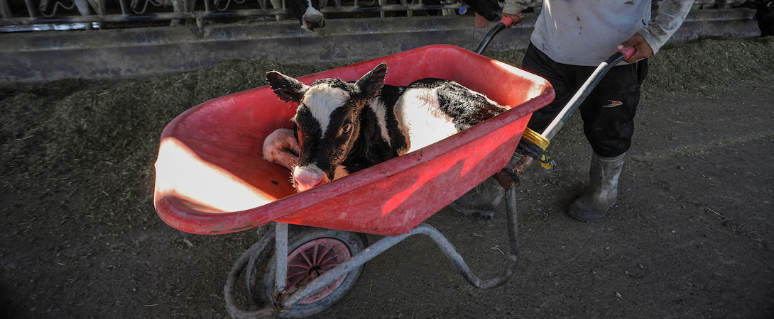calf in a wheelbarrow being farmed for veal production