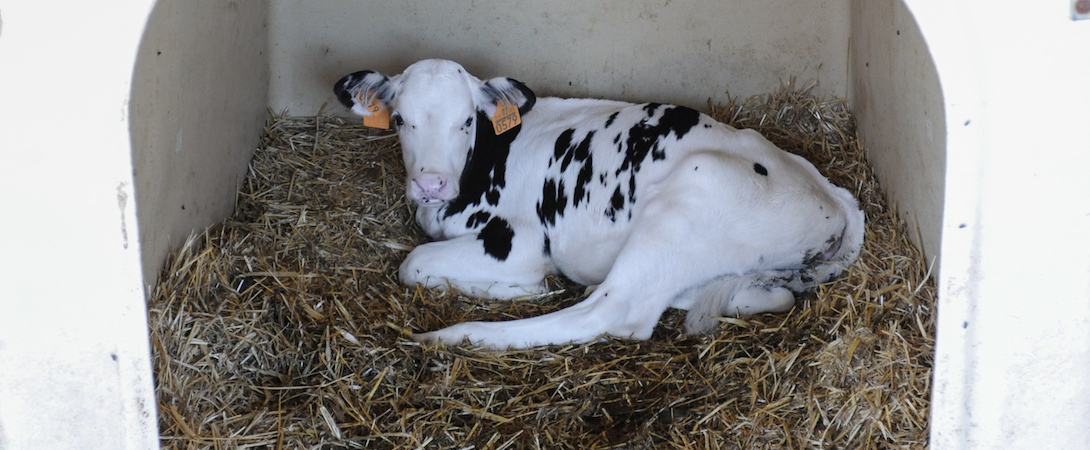 calf sitting on wheat alone in a small shed