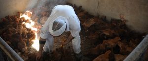 a factory farm worker carelessly picking up chickens by their legs