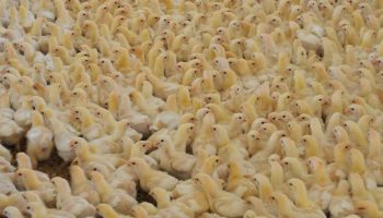 broiler chickens cramped close together