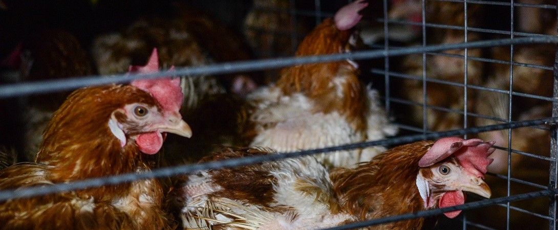 hens in a cage