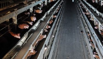 layer hens in a caged system on a factory farm