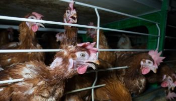 layer hens in cramped cages