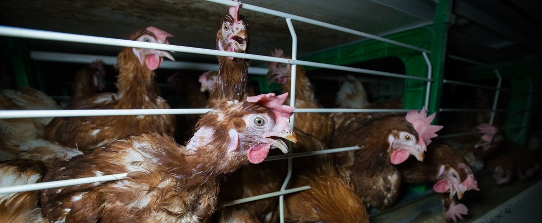 layer hens in cramped cages