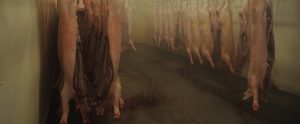 slaughtered pigs hung upside down