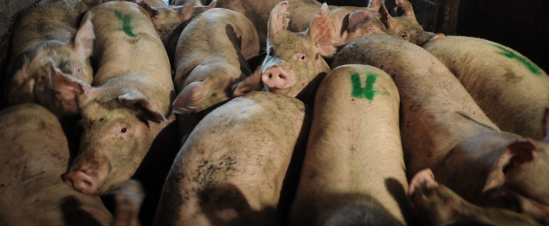 flighty pigs crammed together