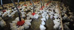 filthy and crowded poultry farm with poultry eating
