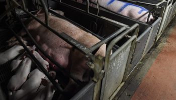 sow in gestation crates
