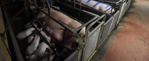 sows in gestation crates