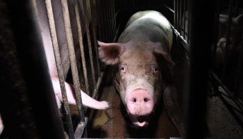 hogs in cramped Italian factory farms
