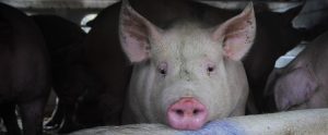 pigs on an animal transport