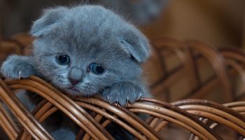 kitten in a wooden basket