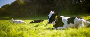 cows on a pasture