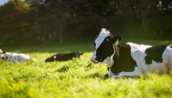 cows on a pasture