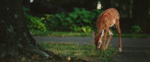 deer eating grass next to a road