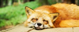 a fox sleeping on a wooden board