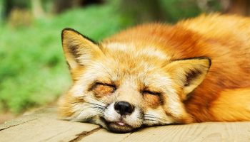 a fox sleeping on a wooden board