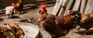 chickens in an outdoor farm