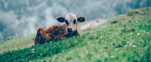 meat calf sitting on grass