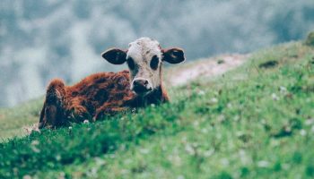meat calf sitting on grass