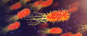 group of red bacteria