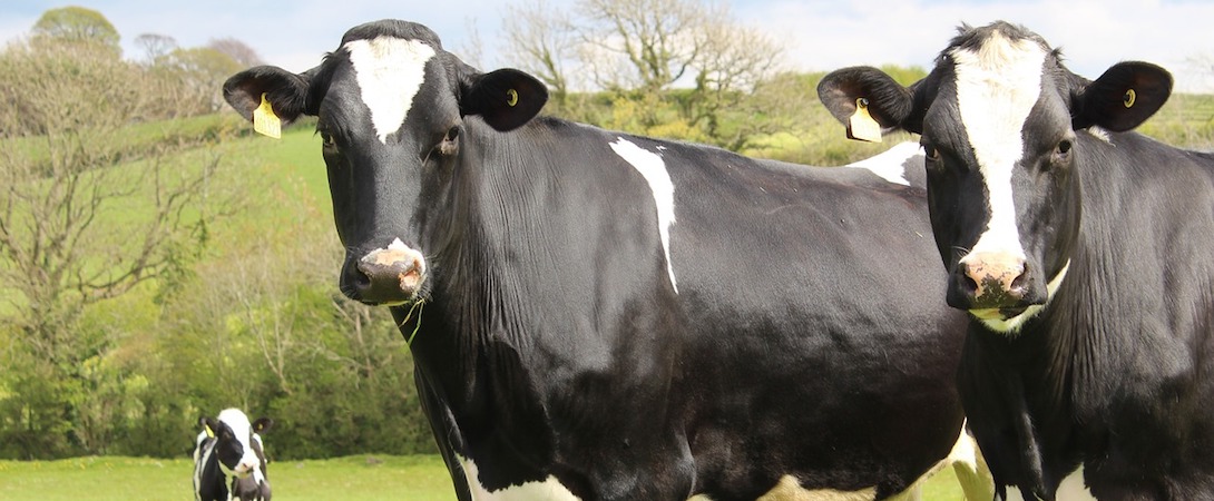 two cows looking at camera with a third cow in the background