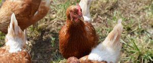 free-range poultry roaming outside