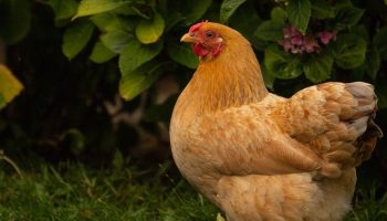 a hen roaming around outside