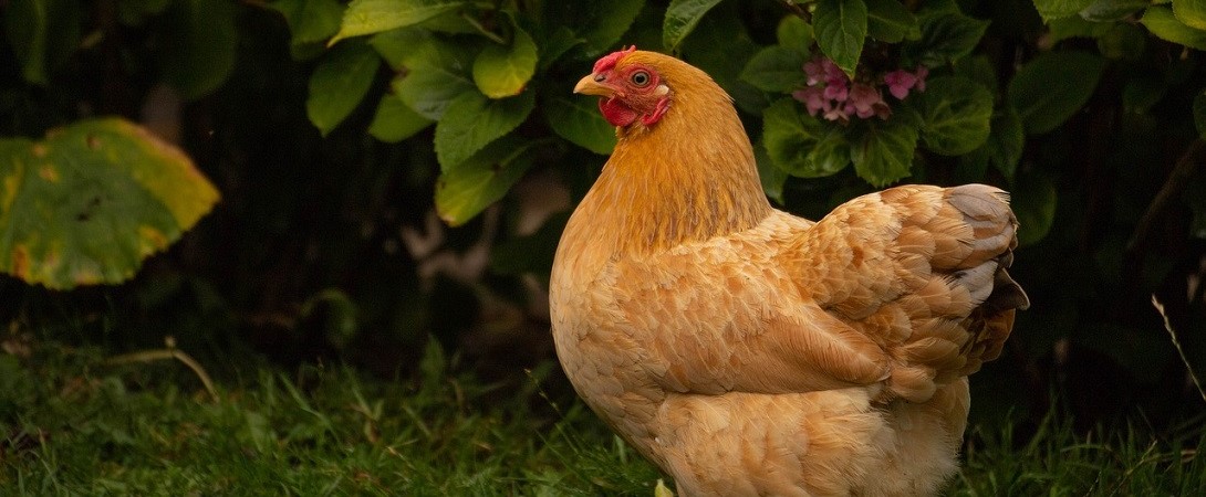 a hen roaming around outside