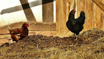 two chickens sitting inside a wooden barn