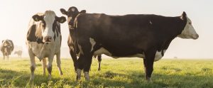 five cows standing on a field