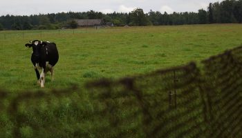 single cow standing on grass in a farm