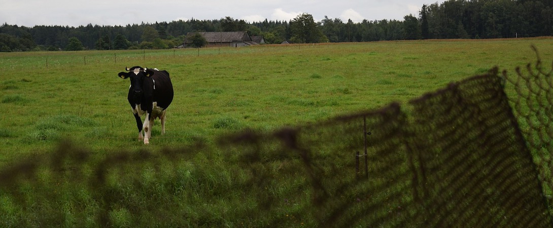 single cow standing on grass in a farm
