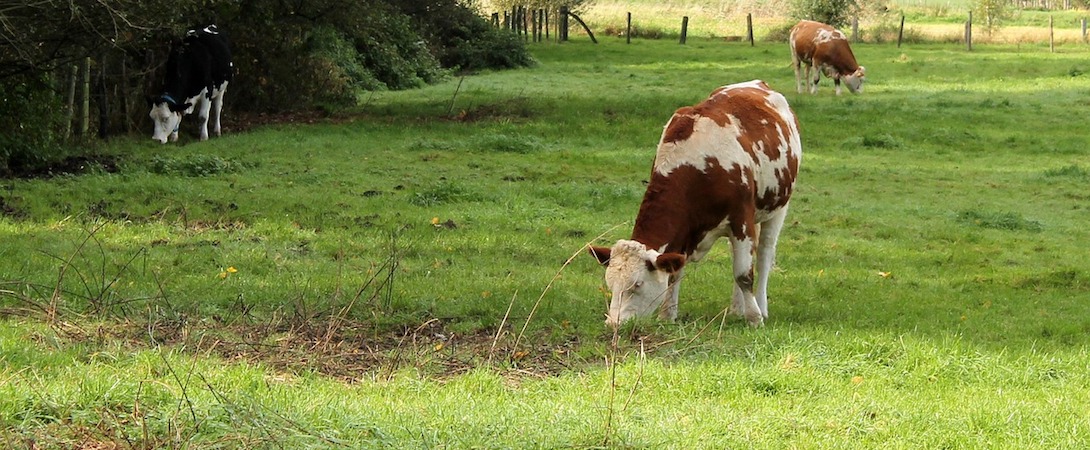cow eating grass on a field