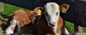 a calf with yellow tags pierced in its ears