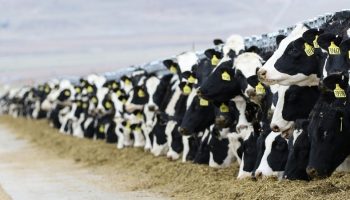 dairy cows in a factory farm eating animal feed