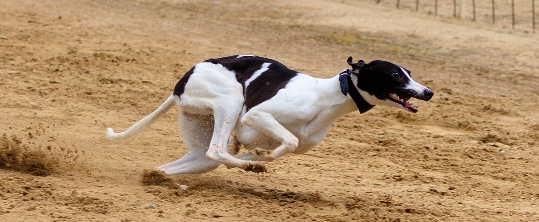 a racing greyhound