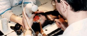 two veterinarians performing animal experimentations on a dog