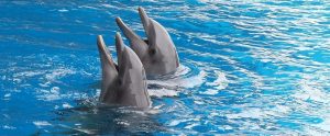 dolphins in an animal attraction