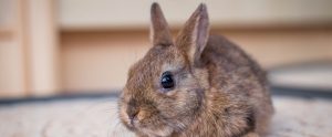 brown bunny