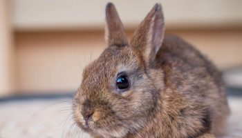 brown bunny