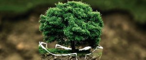 green tree on a broken glass globe