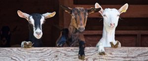 three goats hanging over a wooden plank